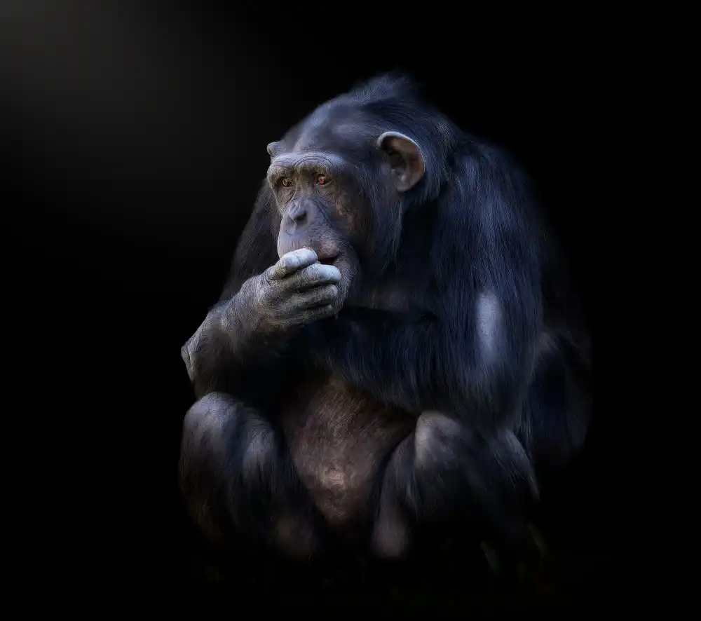 Huertas, Garcia Helena: chimpanzé