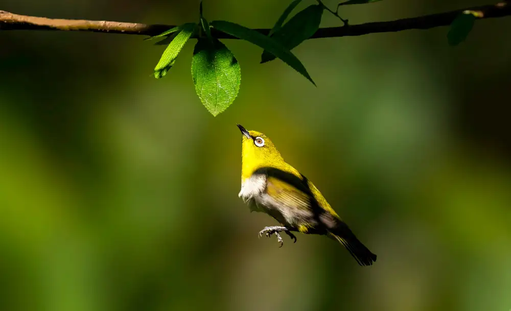 Ghosh, Pinaki: Oriental white-eye