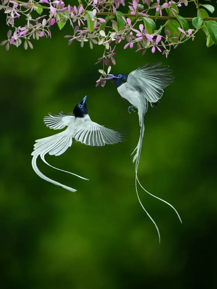Adhisuria, Rubby: Oiseau d'Asie Seriwang