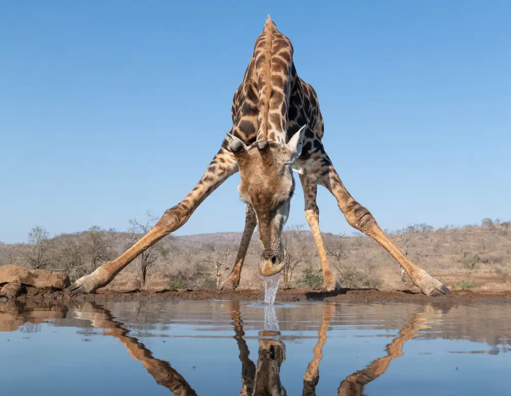 Michiels, Bart: Trinkwasser einer Giraffe