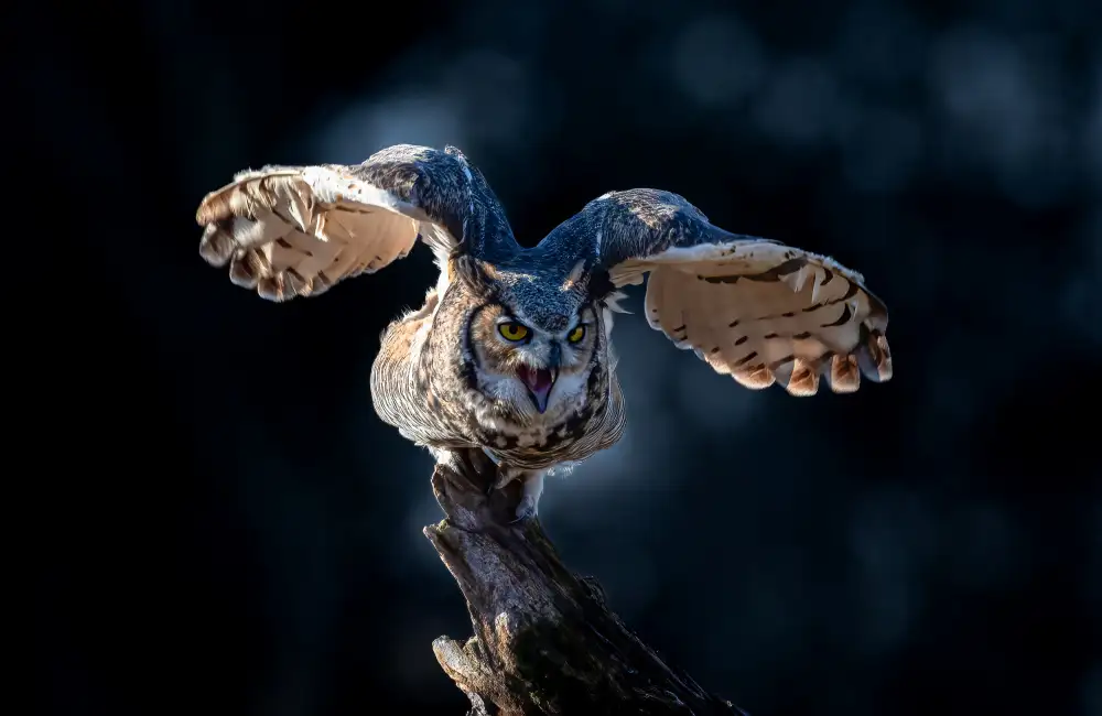 Huang, Johnson: Great Horned Owl