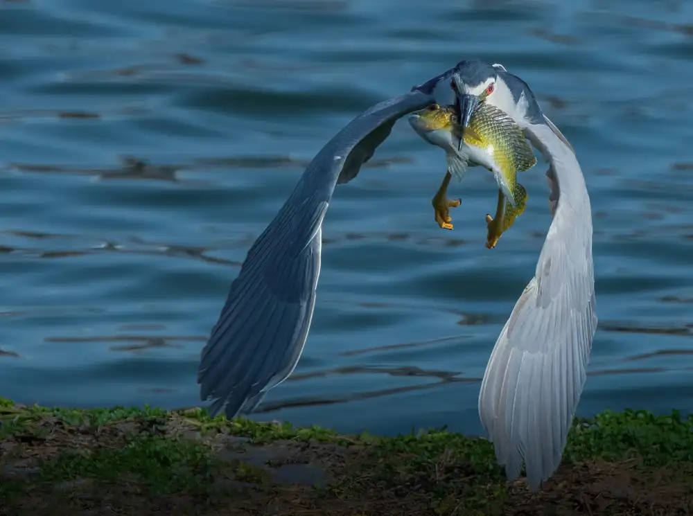 Wilson, Guy: My Catch