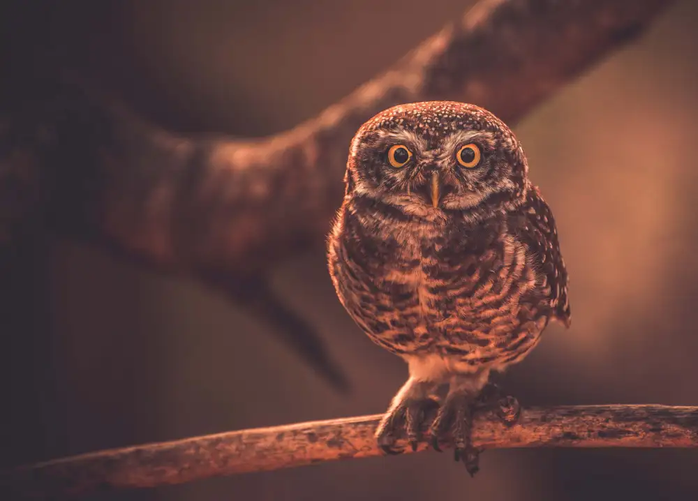Dhuper, Sumit: Nature Art
