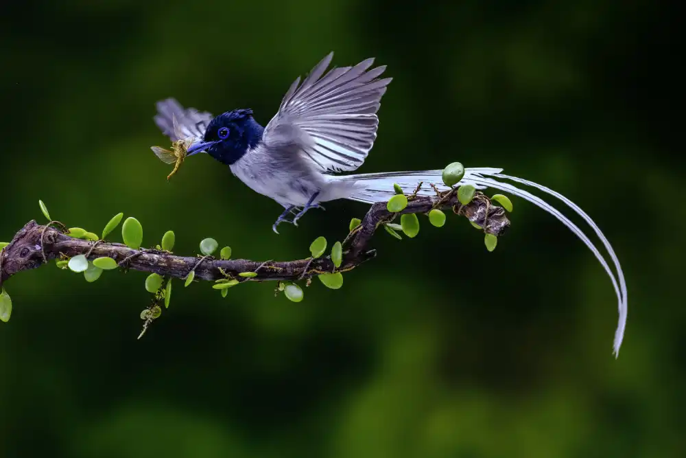 Widjaja, Sally: Fliegenfänger mit seinem Essen