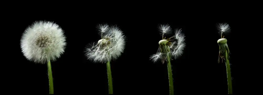 Alicke, Bjoern: dandelion flower sequenz