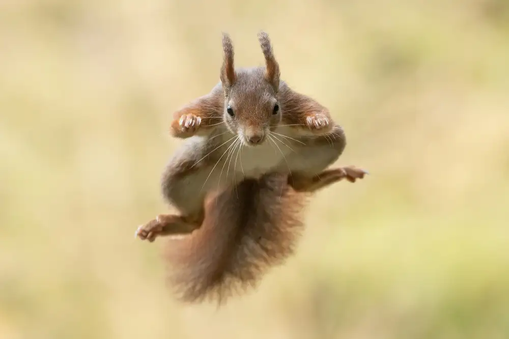 Michiels, Bart: Eichhörnchen-Ninja