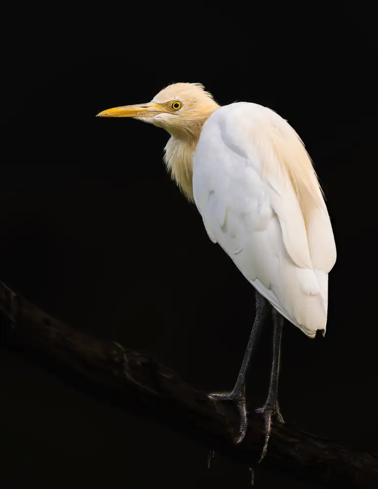 Marcus, Susheel: Low Key Edit Of A Cattle Egret In Breeding Plumage.