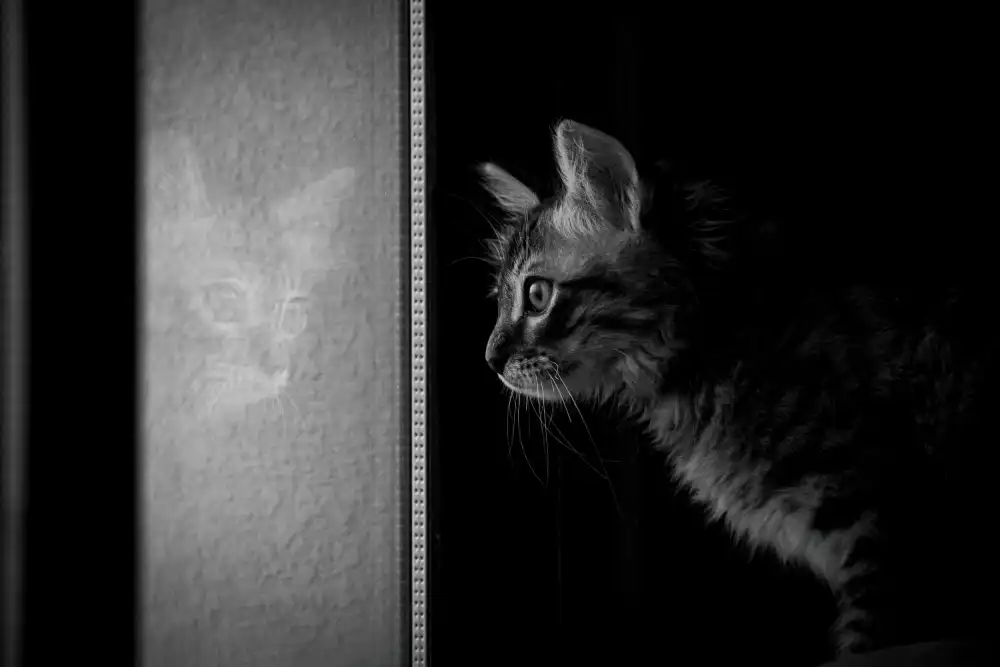 Alsharif, Yahia: SIMBA