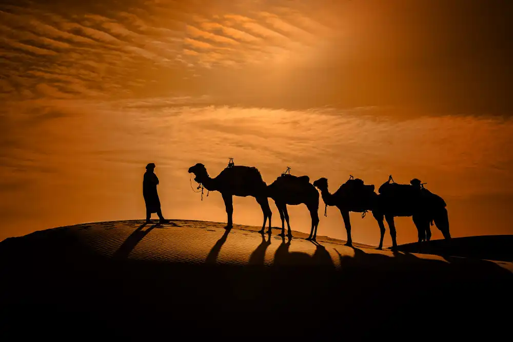 Raskin, Moris: Camello en el desierto al atardecer