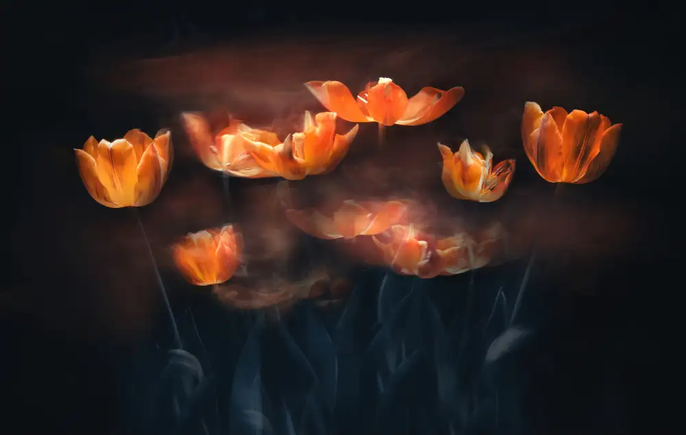 Catherine, W.: Tulipes en feu