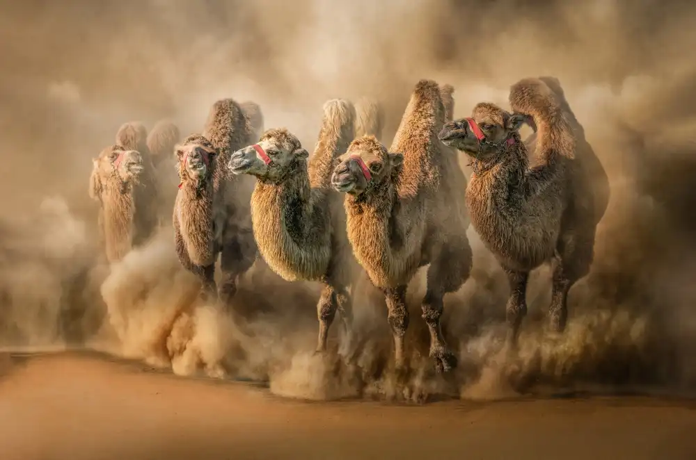 Egger, Marcel: Corsa nel deserto