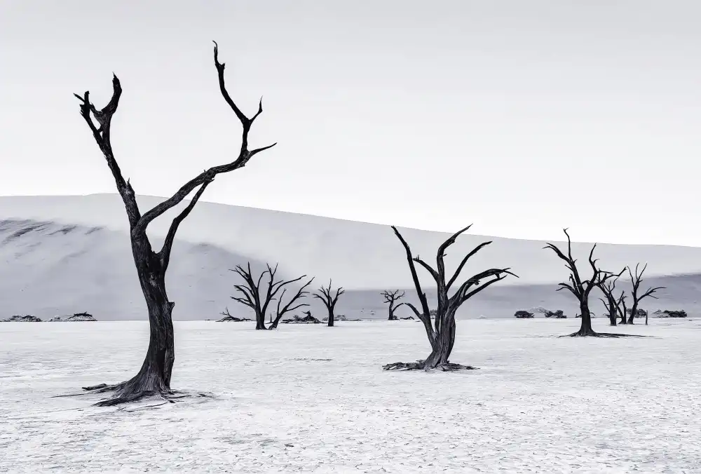 Zheng, Michael: Deadvlei