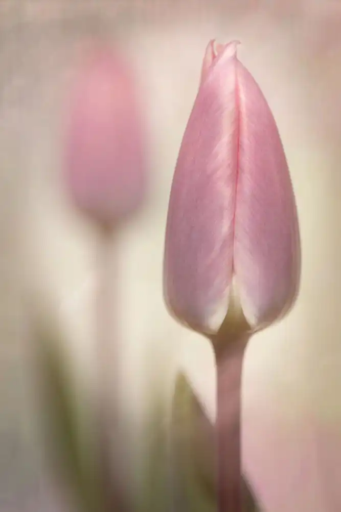 Williams, Sharon: Růžové tulipány