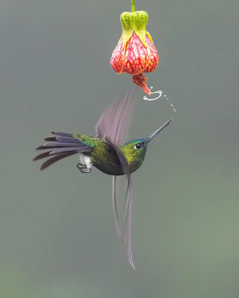 Wei, and Siyu: Jouer au colibri