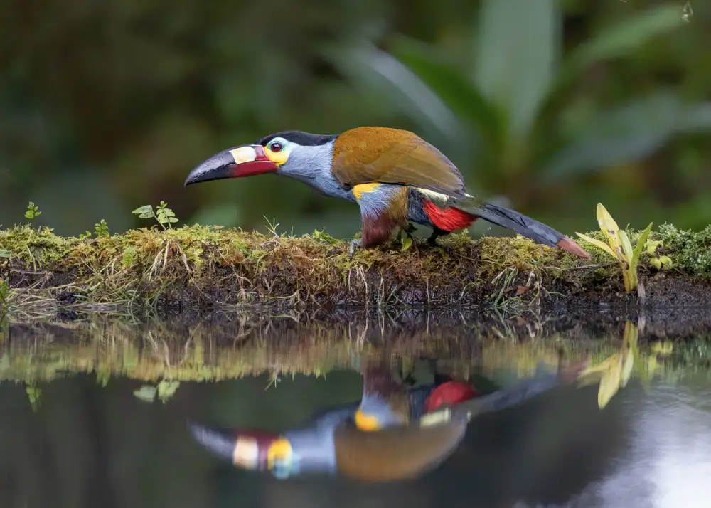 Wei, and Siyu: Toucan et réflexion