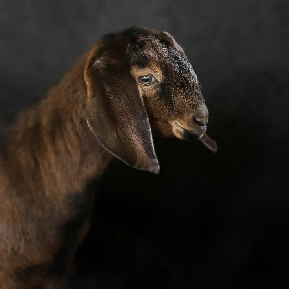 Bosch, den Gert: Kid goat