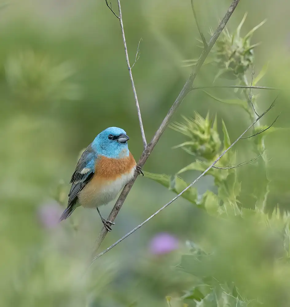 Tseng, Judy: Lazuli Bunting
