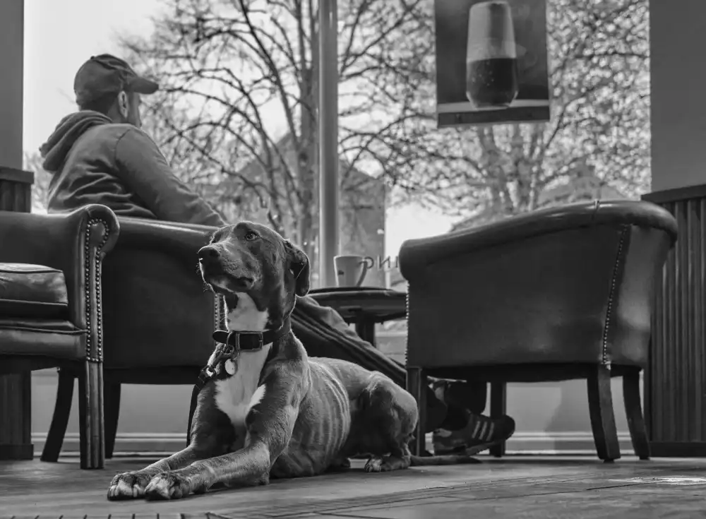 Majewski, Pawel: Pausa caffè