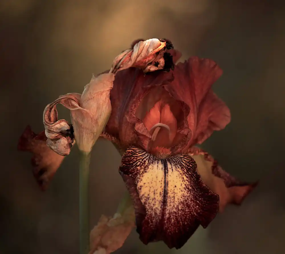 Wechsler, Robin: Un iris en primavera