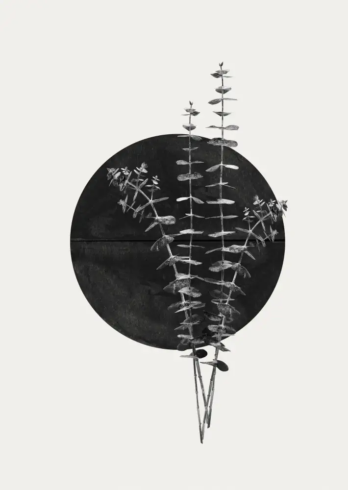 Studio, Miuus The: Plante et Soleil Noir