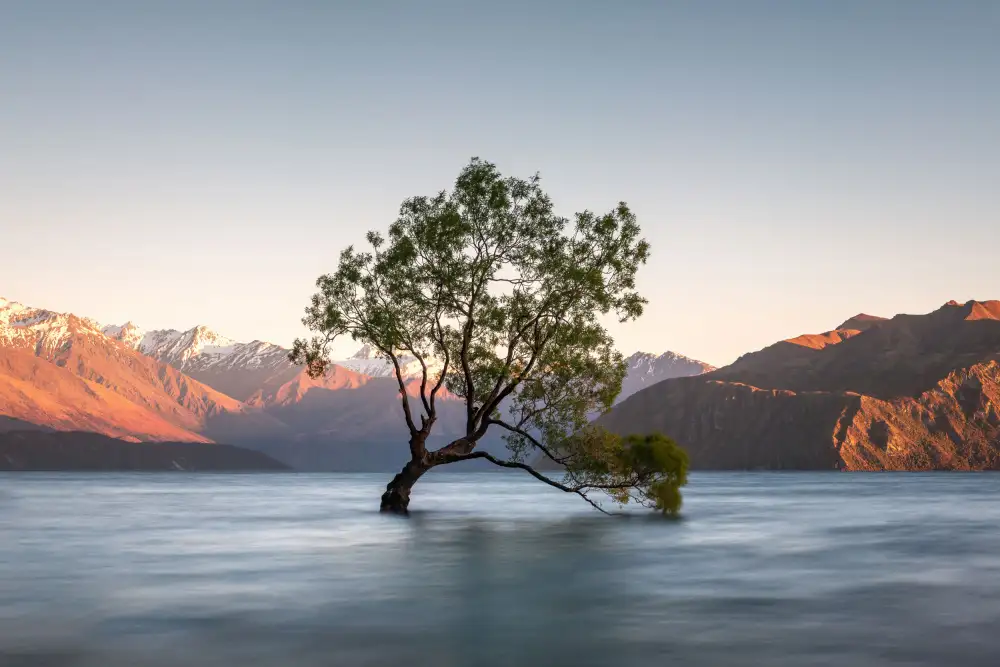 Schaarschmidt, Christoph: wanaka tree