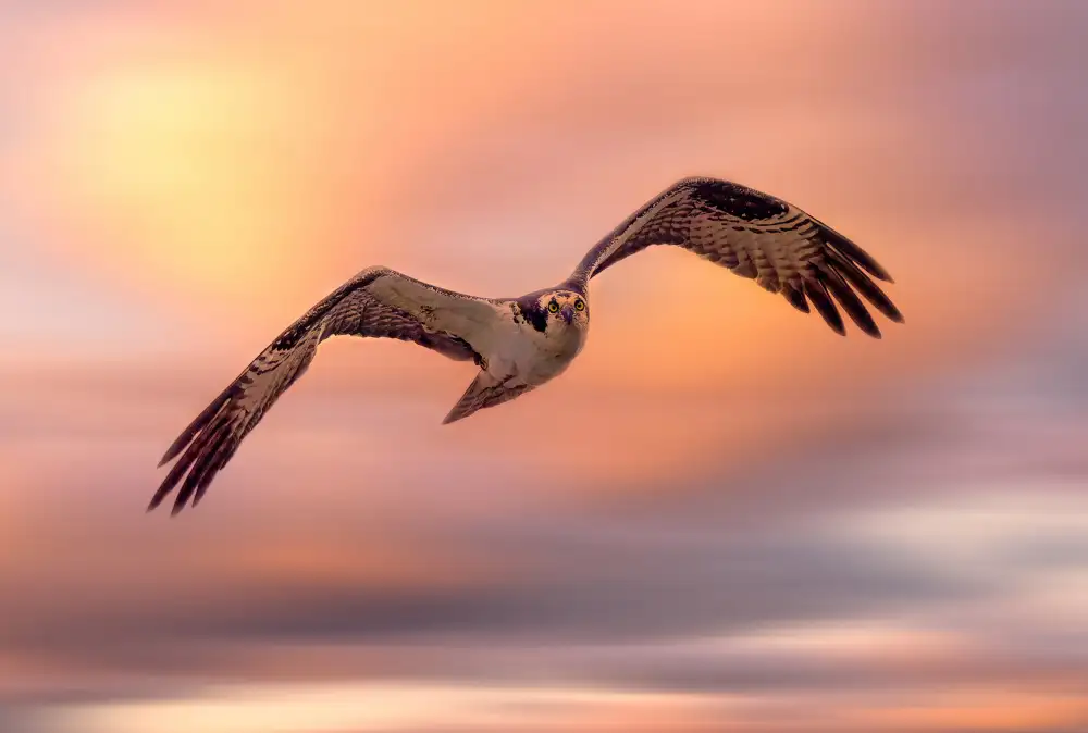 Lu, Ling: Flying Osprey