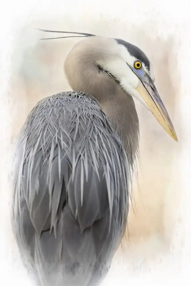 Lester, D Linda: Retrato de gran garza azul
