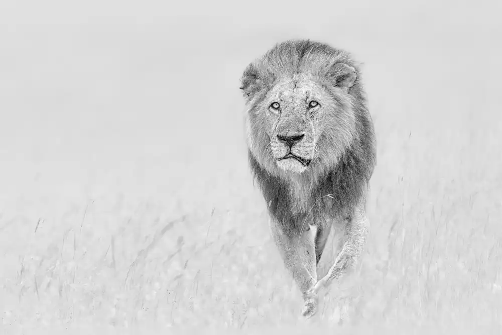 Zuo, Jun: Der König der Prärie