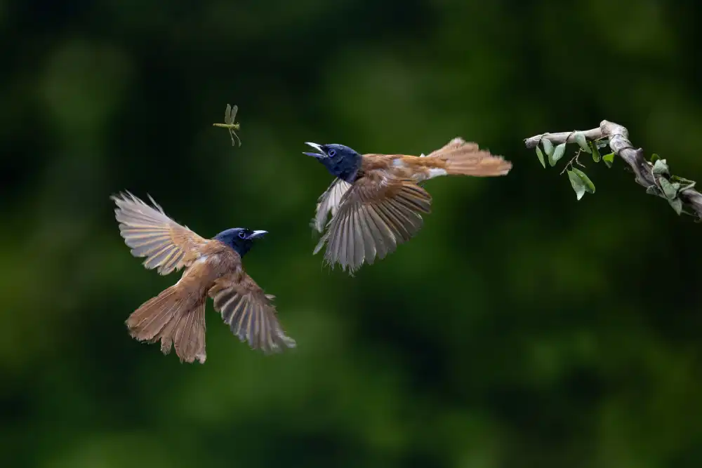 Suhardjo, Lisdiyanto: Flycatcher Bird