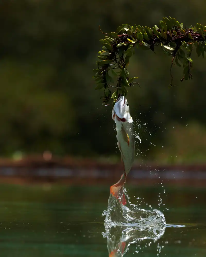 Suhardjo, Lisdiyanto: Nice Catch