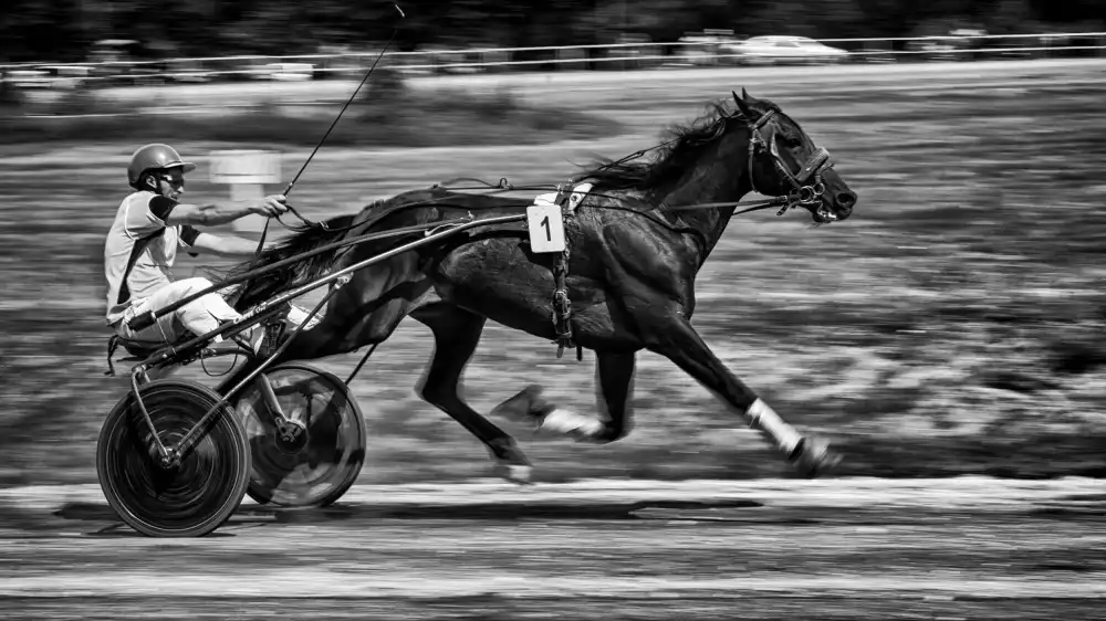 nedelcu, ian mihai: full trotting