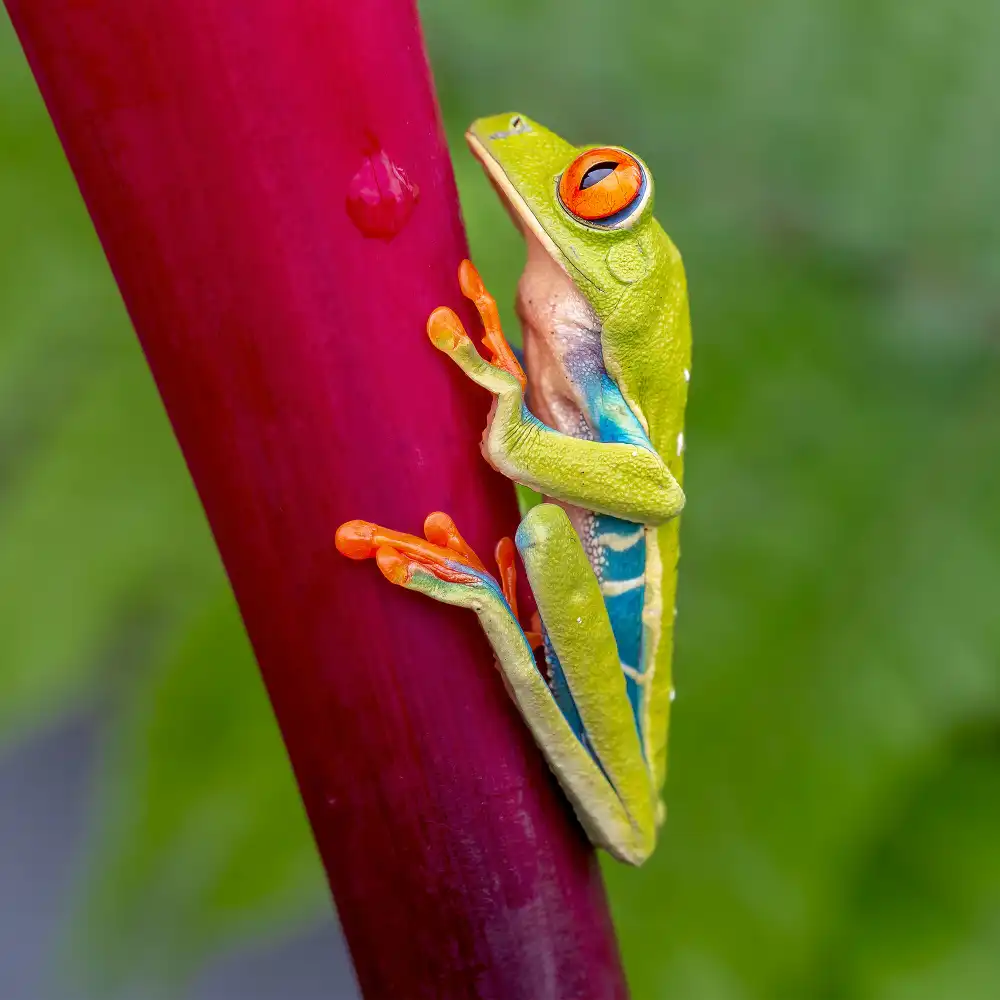 NOTO, DI GENNARO: Agalychnis callidryas