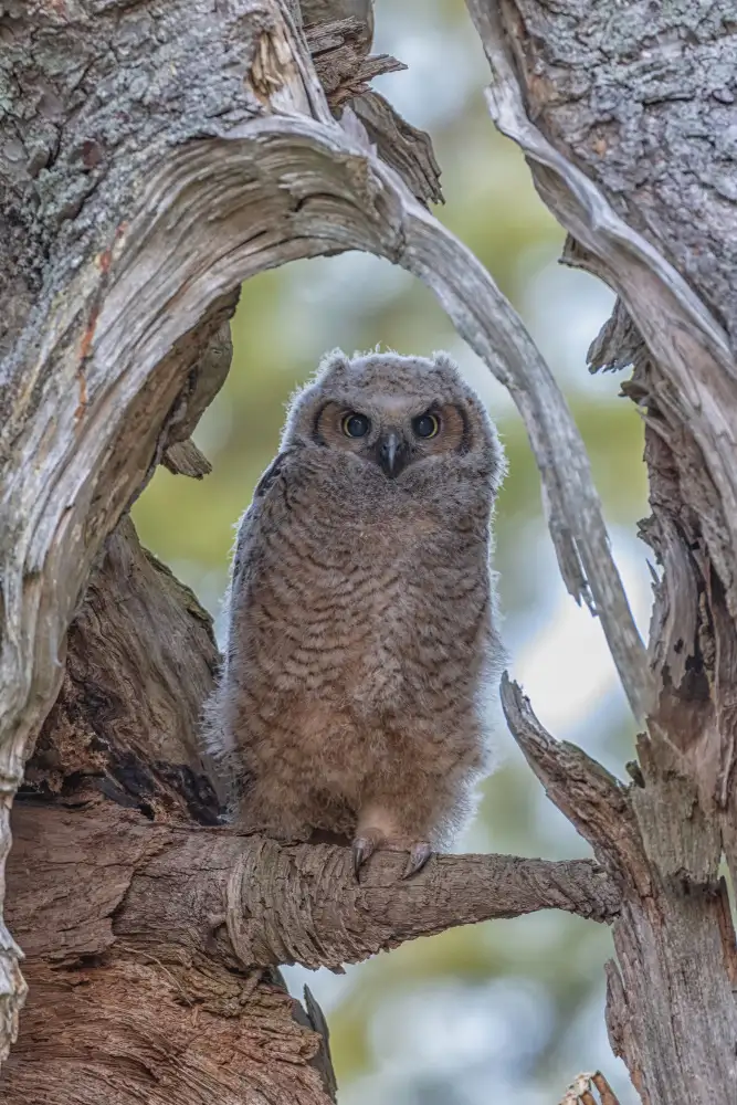 Wang, Max: Great Horned Owl I