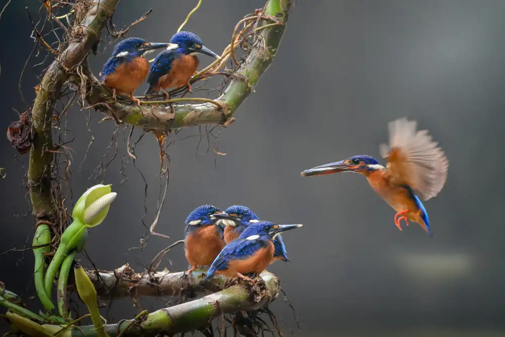 Setiadi, Ajar: the blue king fishers