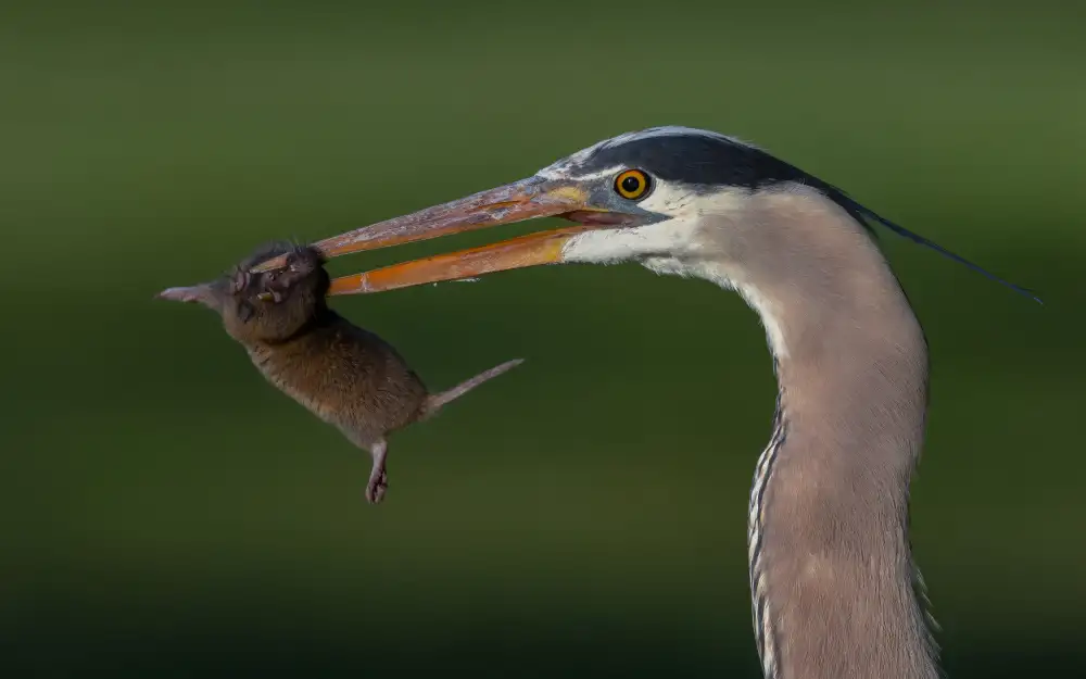 Huang, Johnson: Big Catch