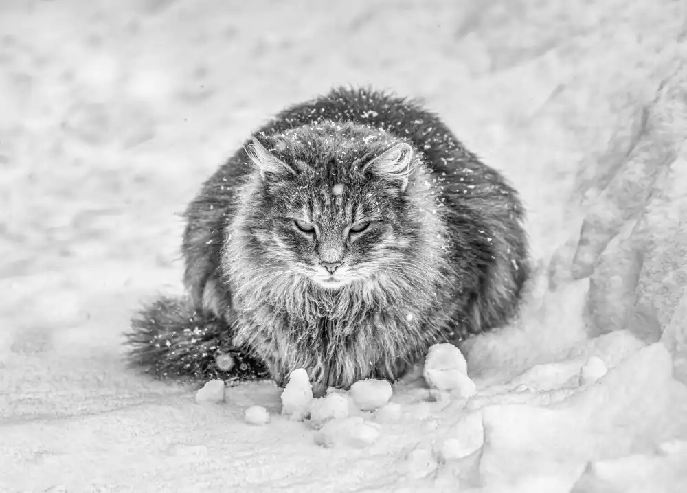 Vasileniuc, Oana: Molly in the snow