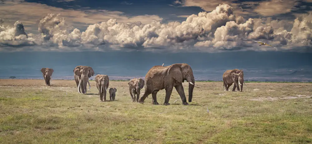 Sink, C. Jeffrey: říše divů Amboseli