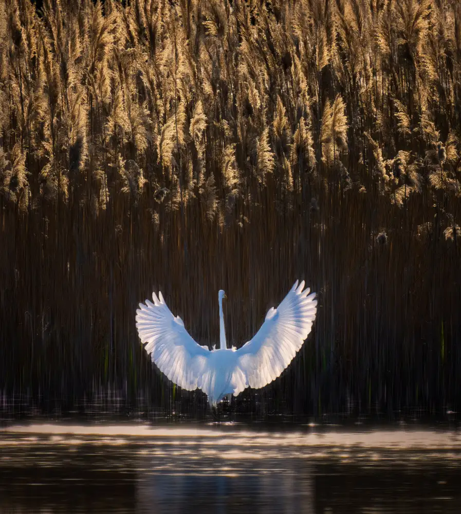 P., Ruiqing: Lago de los cisnes