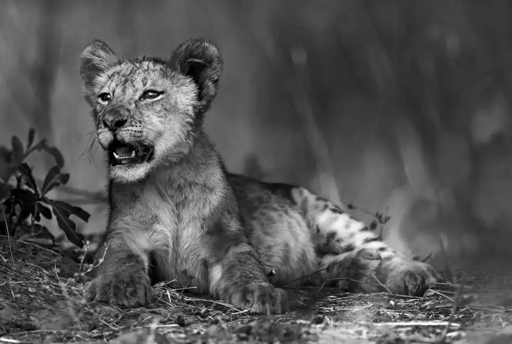 DAmico, Giuseppe: Lion cub in B & W