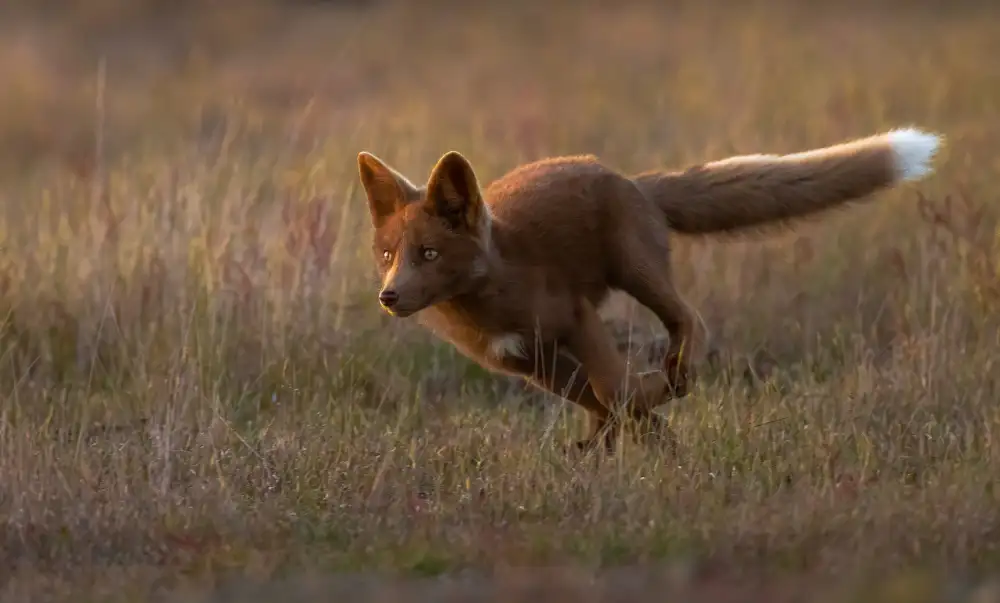 Huang, Johnson: Red Fox