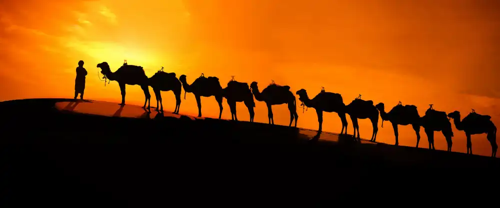 Raskin, Moris: Camello en el atardecer del desierto