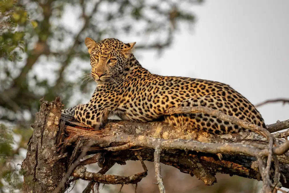 Catta, Alessandro: Young Leopard