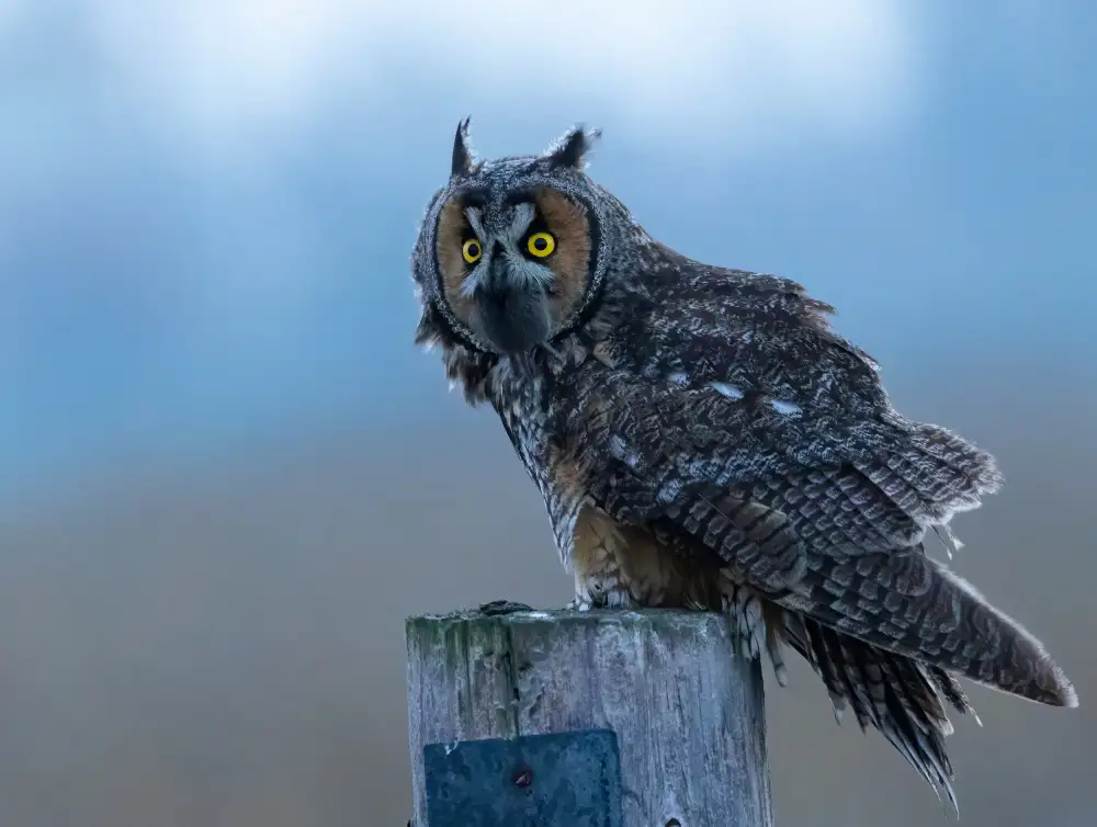 Huang, Johnson: Long ear owl