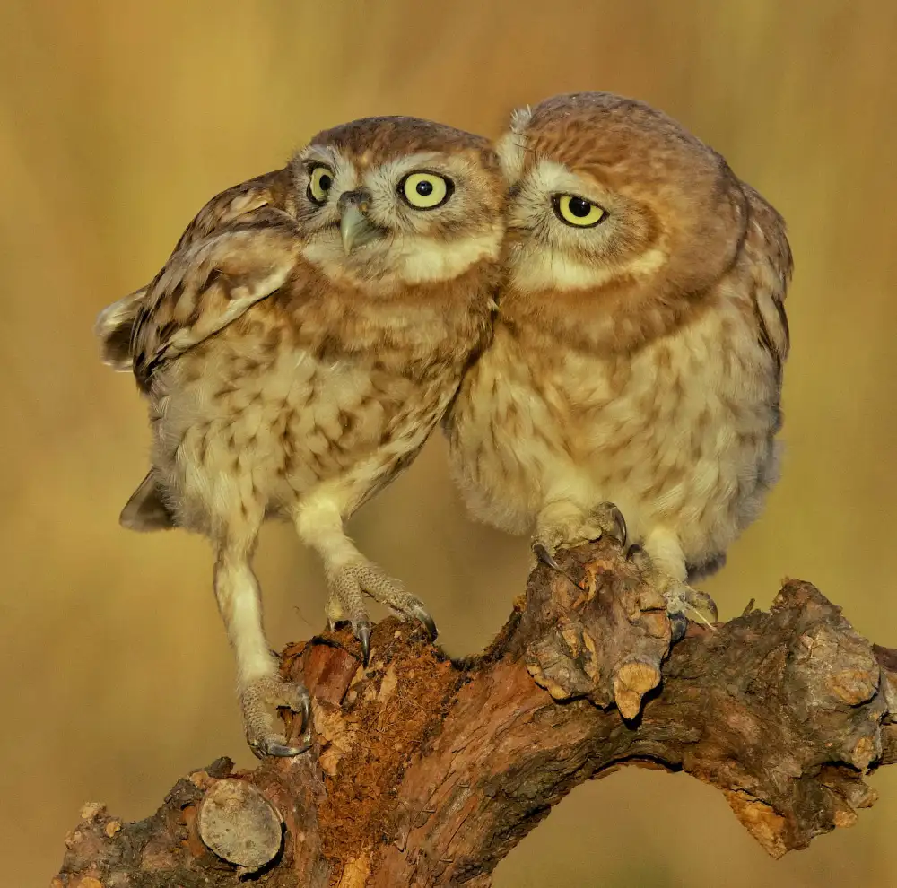 Manusevich, David: Trois yeux