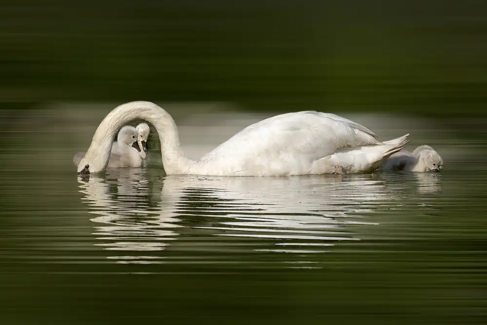 Smeets, Wijers, Wilma: Bebés cisne recién nacidos