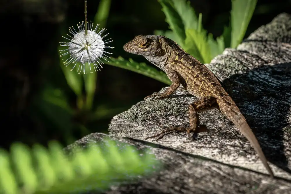 Esposito, Ed: Iguana and Buttonbush