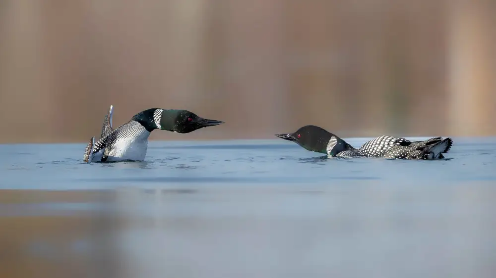 Chen, Davidhx: Two Loon prepare to finght