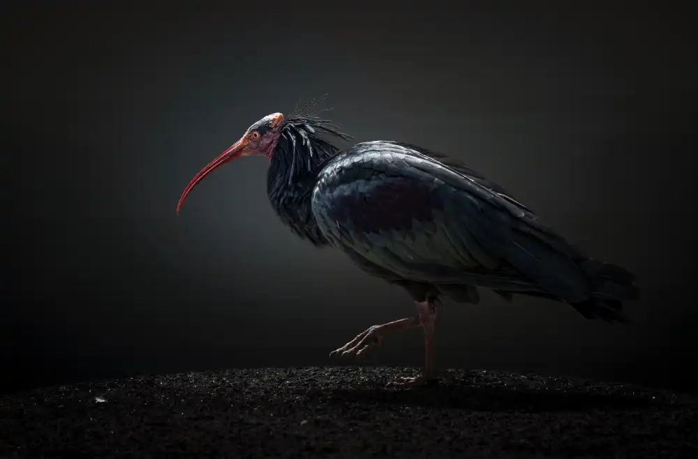 Jealousy: Red-cheeked Ibis