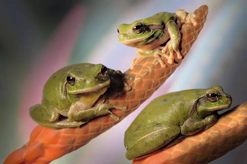 Hoffman, Jimmy: Treefrogs