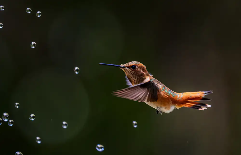 Lin, Ning: Colibrì e bolle d'acqua